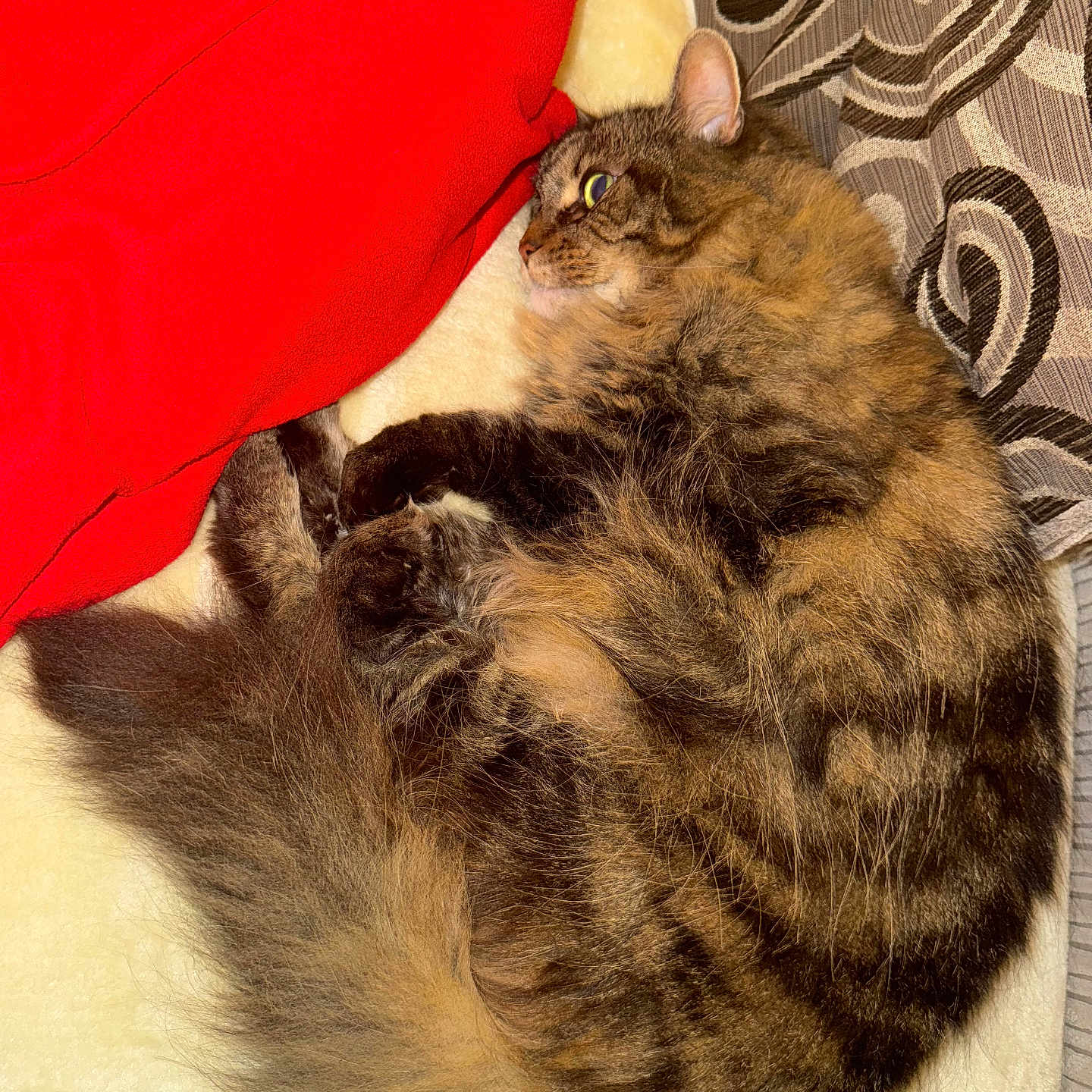 Molly joined the competition — help win amazing prizes! animal, blanket, cat, cozy, curled_up, cute, fluffy, fur, indoor, patterned_pillow, pet, pillow, red_blanket, relaxed, resting, sleeping, soft, tabby, tail, whiskers