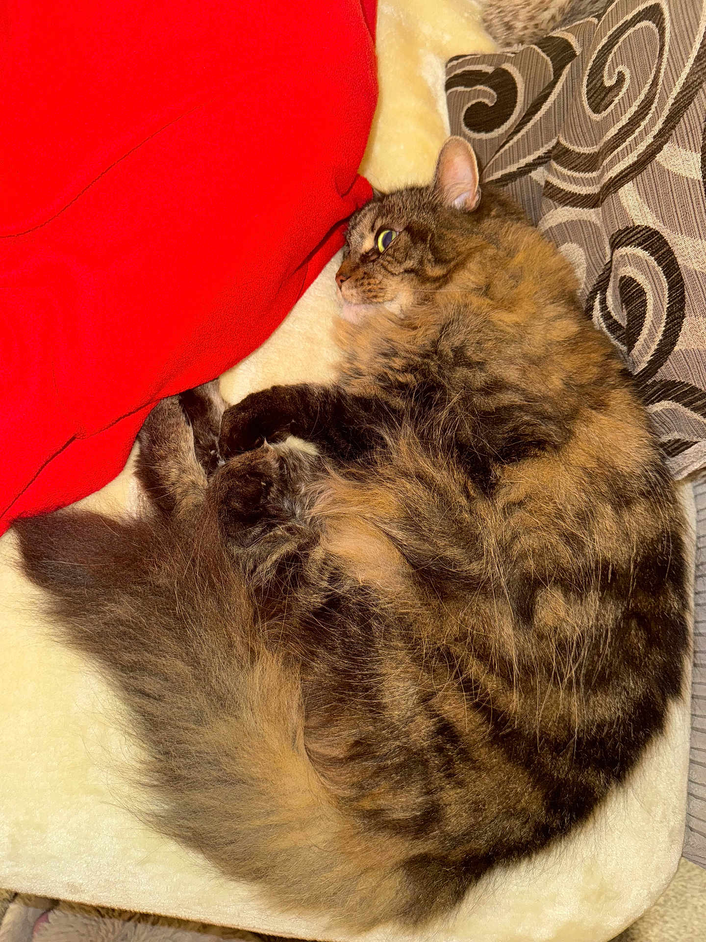 Molly joined the competition — help win amazing prizes! cat, tabby, fluffy, fur, animal, pet, sleeping, curled_up, blanket, red_blanket, pillow, patterned_pillow, cozy, indoor, resting, cute, whiskers, tail, soft, relaxed