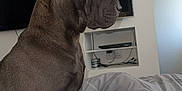 Lottie is registered to the contest to win money with this photo: dog, bed, indoor, blanket, furniture, television, gray, canine, pet, resting, side_view, domestic, bedroom, sitting, fur, ears, snout, calm, looking_away, cozy