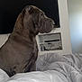 dog, bed, indoor, blanket, furniture, television, gray, canine, pet, resting, side_view, domestic, bedroom, sitting, fur, ears, snout, calm, looking_away, cozy