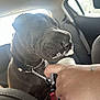 dog, car_interior, hand, treat, seat, window, chain_collar, black_dog, wrinkled_face, pet, animal, mouth, cream, human_hand, daylight, leisure, sitting, closeup, backseat, vehicle