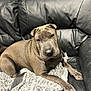 dog, brown_dog, leather_couch, blanket, indoor, pet, canine, resting, relaxed, fur, paw, snout, ears, comfort, home, furniture, animal, domestic_animal, sleepy, cozy