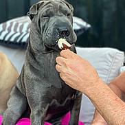 Lottie is registered to the contest to win money with this photo: dog, hand, treat, couch, pillow, striped_pillow, indoor, pet, sitting, human, comfort, snack, relaxed, wrinkly_face, close_up, furniture, adult, skin, arm, casual
