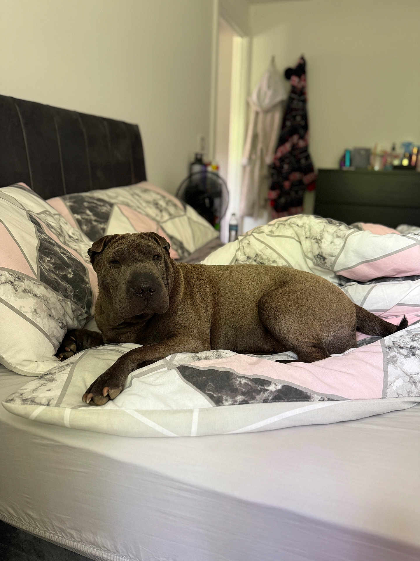 Lottie