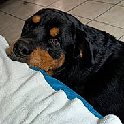 Nico is registered to the contest to win money with this photo: animal_photography, black_and_tan, black_fur, blanket, brown_eyes, calm, close_up, couch, cozy, dog, indoors, large_dog, lying_down, pet, portrait, resting, rottweiler, short_fur, soulful_stare, tile_floor