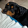 animal_photography, black_and_tan, black_fur, blanket, brown_eyes, calm, close_up, couch, cozy, dog, indoors, large_dog, lying_down, pet, portrait, resting, rottweiler, short_fur, soulful_stare, tile_floor