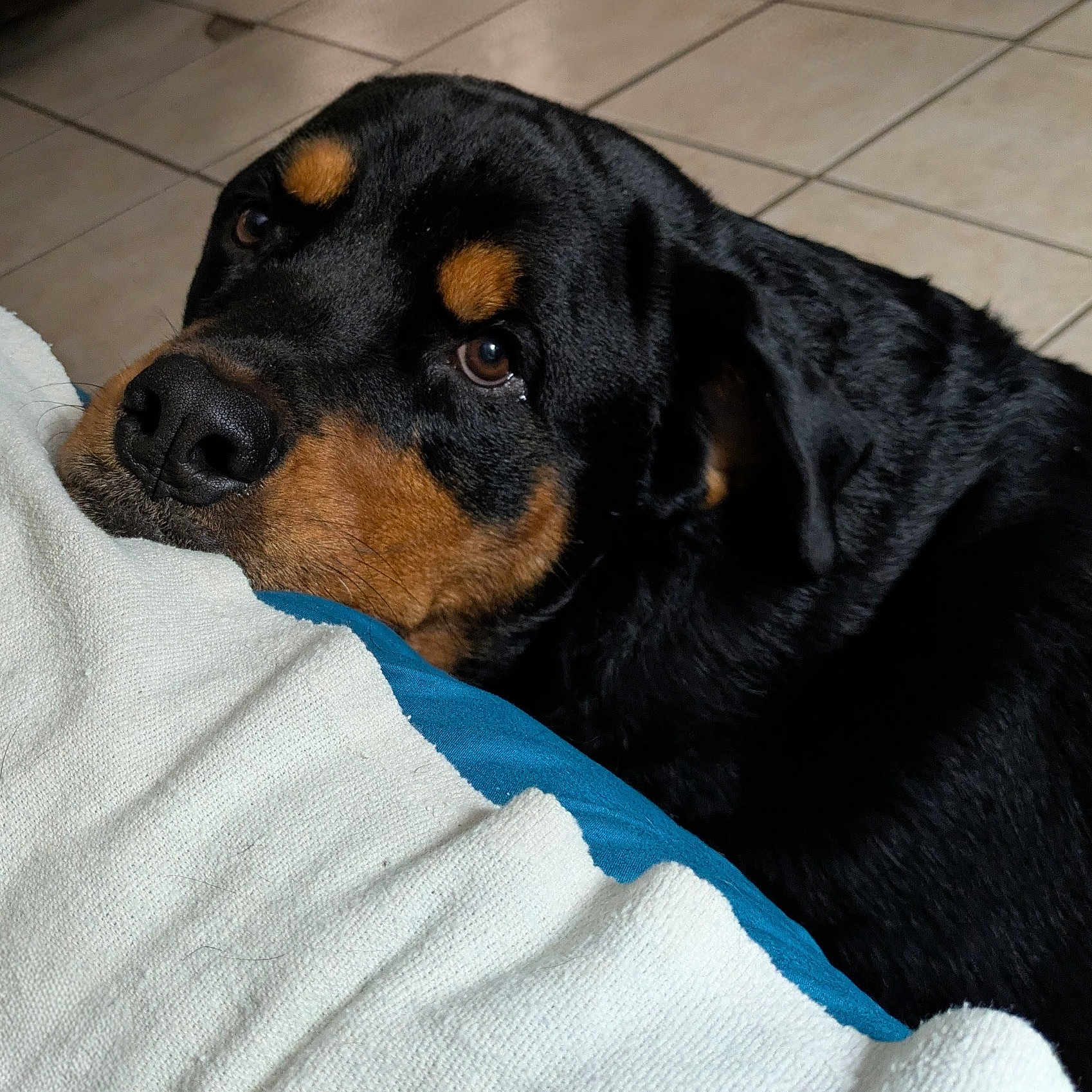 Nico