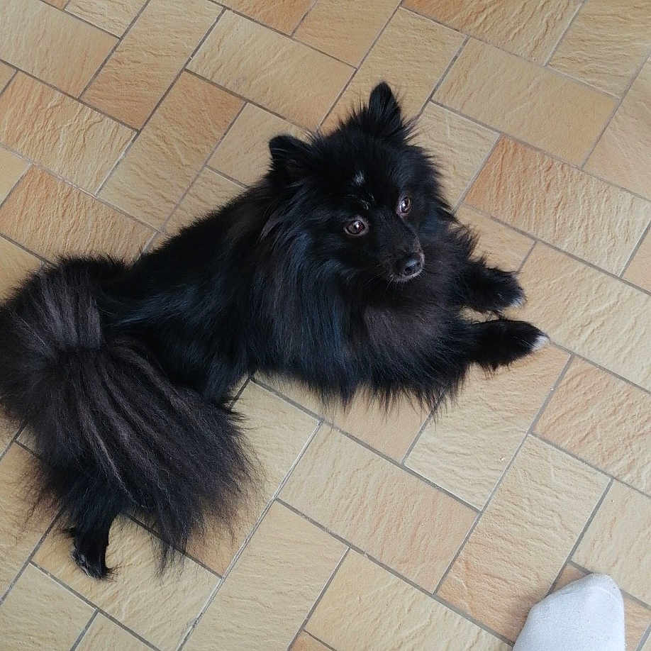 Kala a rejoint le concours — aidez-le/la à gagner de superbes lots ! adult, animal, ankle, canine, cat, clothing, dog, footwear, hosiery, indoors, interiordesign, male, man, pants, person, pet, shoe, sneaker, sock, wood