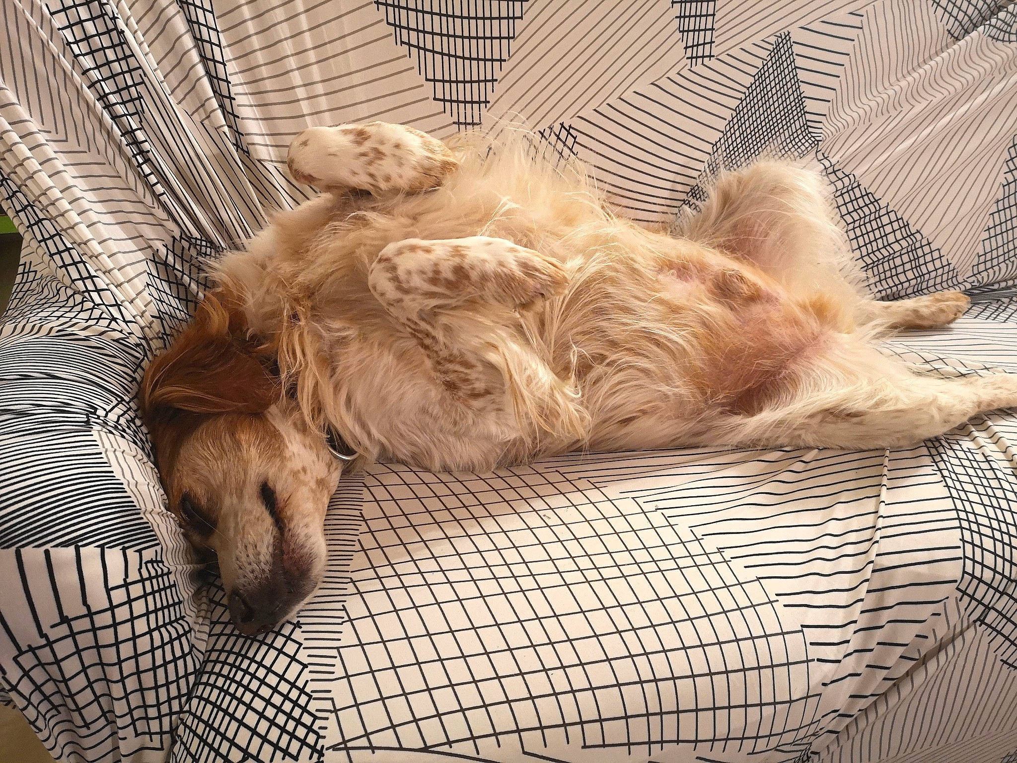 Gold a rejoint le concours — aidez-le/la à gagner de superbes lots ! animal_shelter, carnivore, comfort, companion_dog, couch, dog, dog_breed, dog_supply, fawn, fur, liver, pet_supply, retriever, snout, sofa_bed, spaniel, sporting_group, terrier, whiskers, working_animal