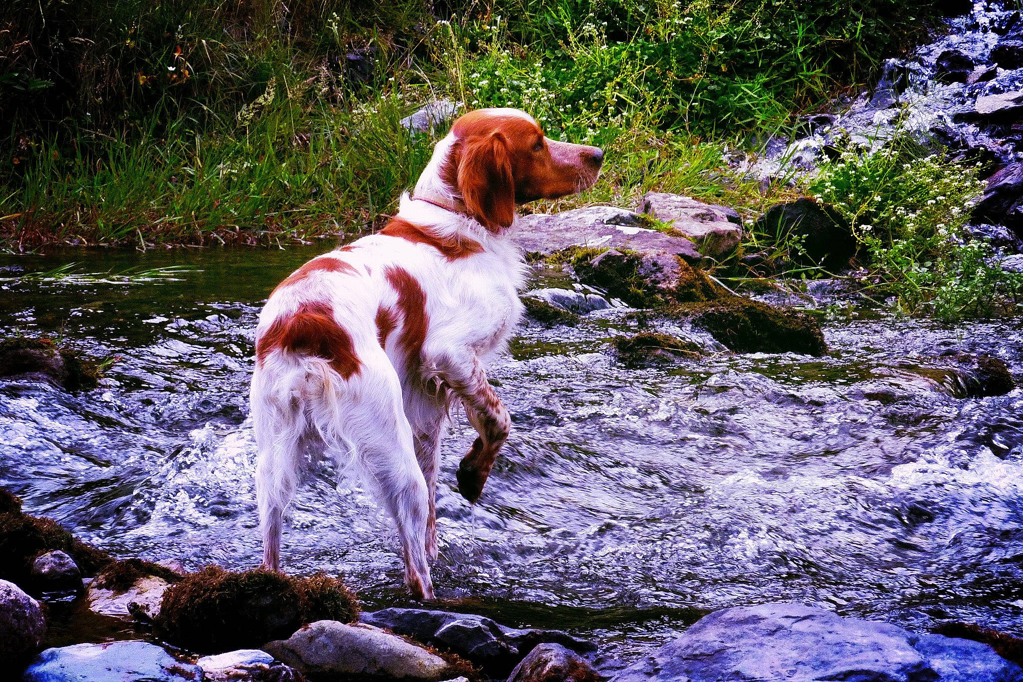 Gold participe au concours pour gagner de l'argent avec cette photo : canidae, carnivore, companion_dog, dog, dog_breed, fawn, fluvial_landforms_of_streams, gun_dog, hound, irish_red_and_white_setter, liver, natural_landscape, nature, plant, pointing_breed, sporting_group, stream, tail, water, watercourse