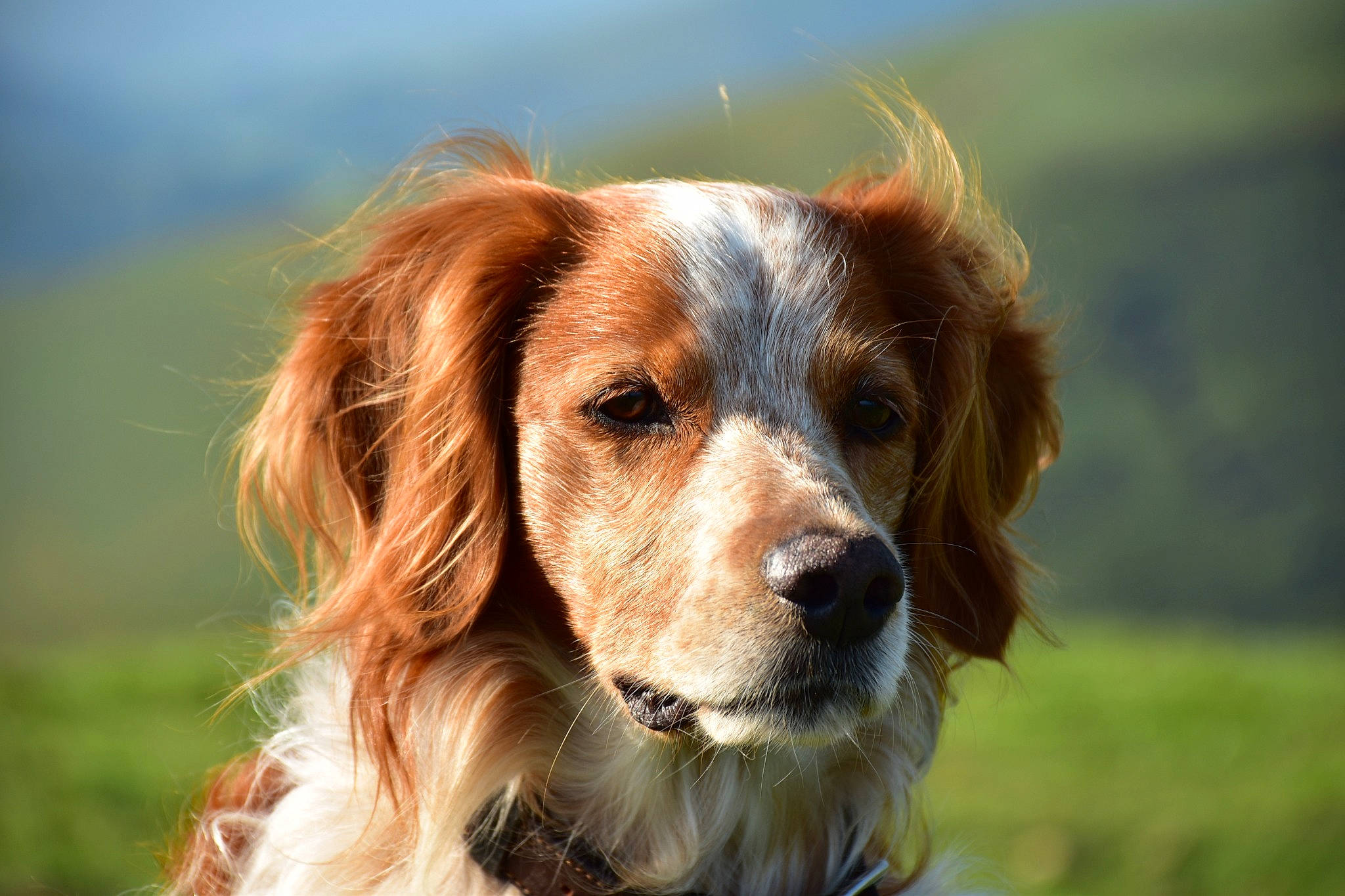 Gold participe au concours pour gagner de l'argent avec cette photo : canidae, carnivore, companion_dog, dog, dog_breed, fawn, fur, grass, gun_dog, hunting_dog, liver, plant, retriever, snout, sporting_group, terrestrial_animal, whiskers, wildlife