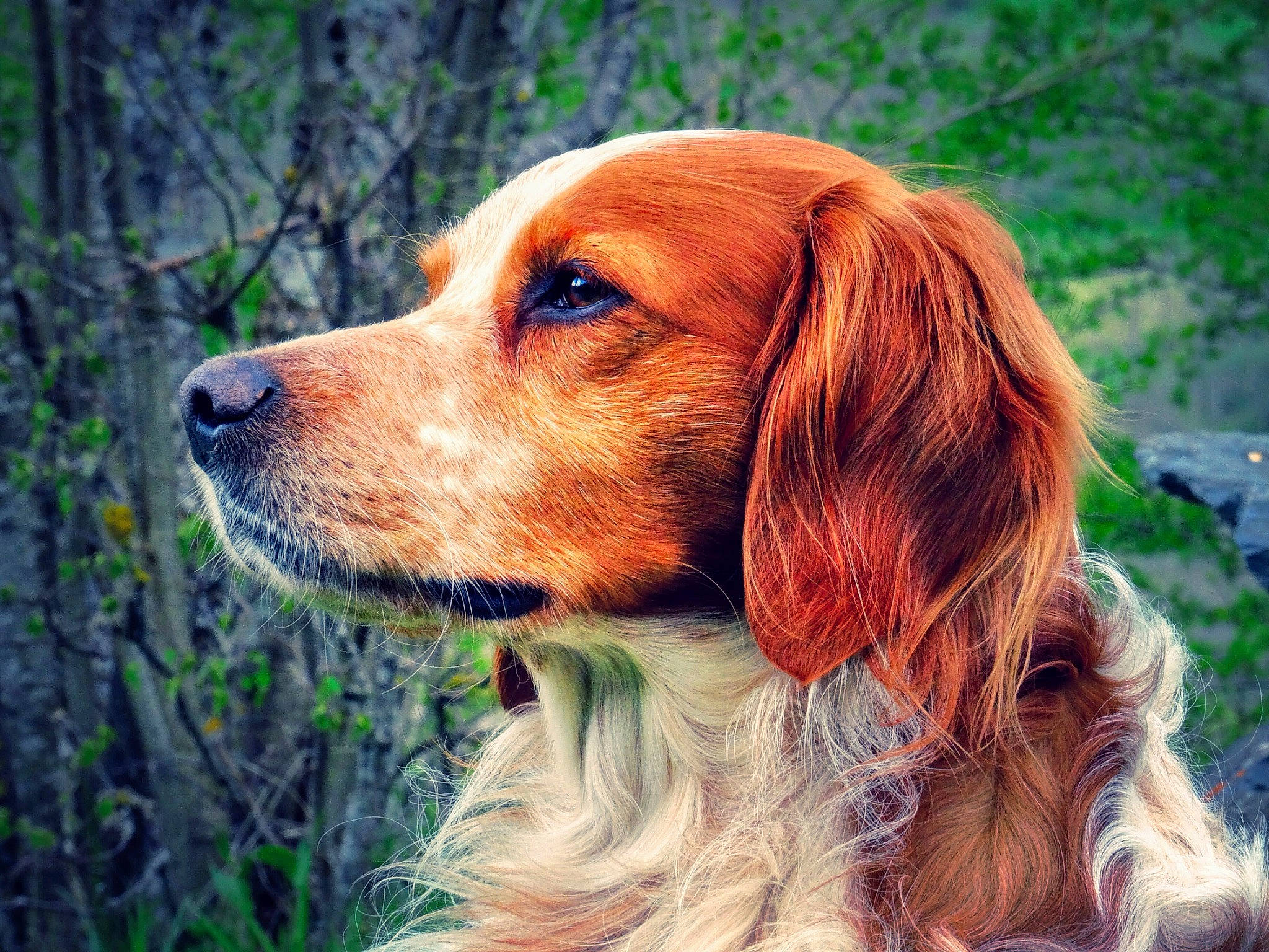 Gold participe au concours pour gagner de l'argent avec cette photo : canidae, carnivore, companion_dog, dog, dog_breed, fawn, fur, grass, hunting_dog, liver, plant, snout, sporting_group, tree, whiskers, wood