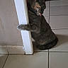 animal, cat, curious, cute, domestic, door_frame, feline, floor, gray_cat, heater, home, indoor, paw, pet, playful, resting, side_view, tile_floor, tongue_out, wall