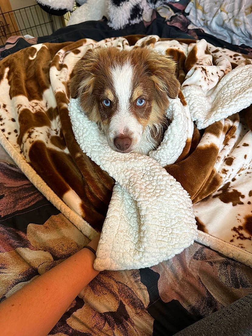 Koda joined the competition — help win amazing prizes! canidae, carnivore, companion_dog, dog, dog_breed, fawn, felidae, fur, linens, liver, pattern, snout, sporting_group, tail, terrestrial_animal, toy, toy_dog, whiskers, wood, working_animal