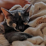 Soa participe au concours pour gagner de l'argent avec cette photo : cat, sleeping, cozy, blanket, paws, fur, closeup, indoor, relaxation, rest, cute, pet, animal, soft, warm, comfort, feline, domestic, blurred_background, peaceful