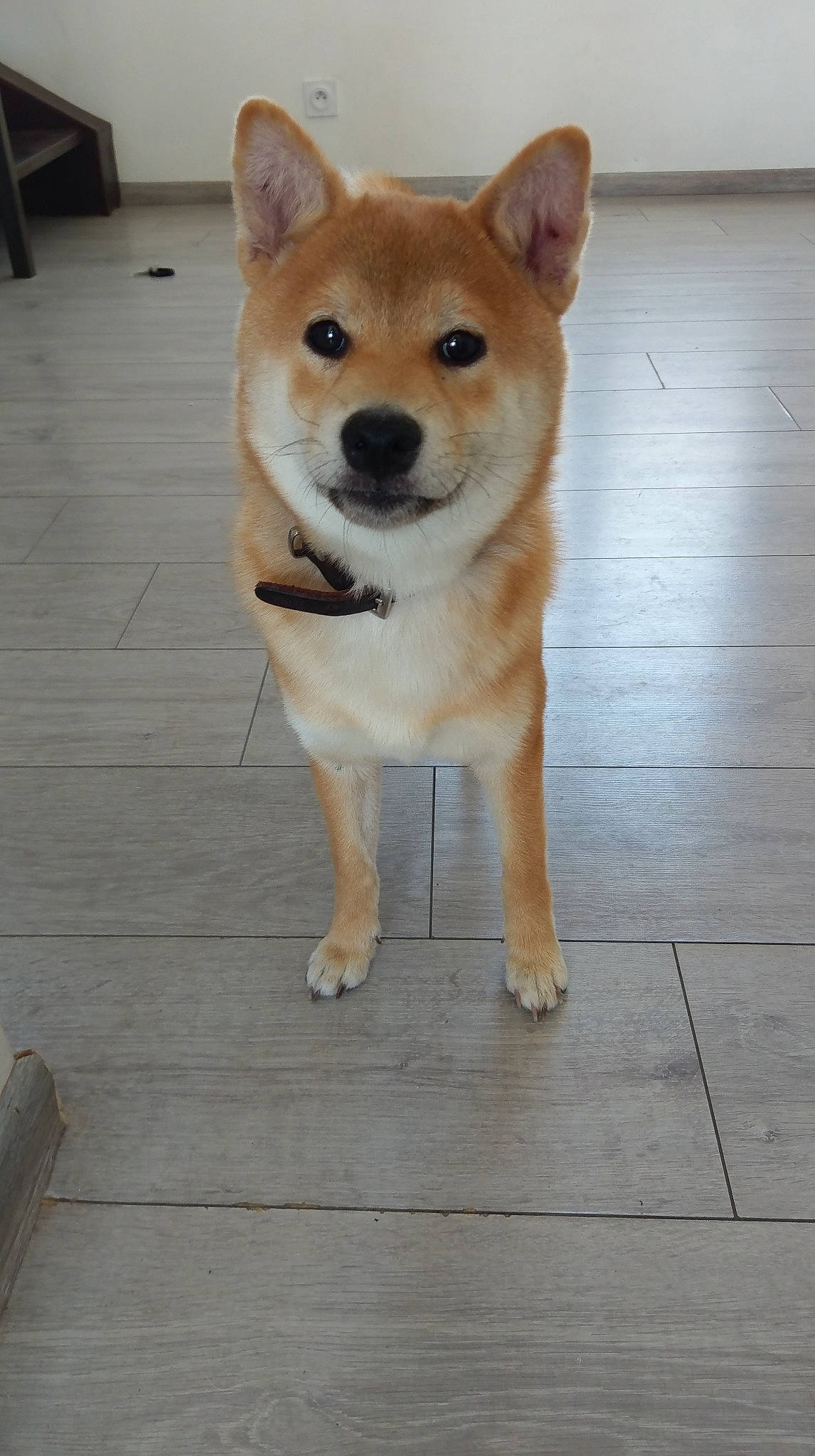 Neya a rejoint le concours — aidez-le/la à gagner de superbes lots ! akita_inu, ancient_dog_breeds, canaan_dog, canidae, carnivore, companion_dog, dog, dog_breed, finnish_spitz, hokkaido, korean_jindo_dog, mammal, non_sporting_group, norwegian_buhund, rare_breed_dog, shiba_inu, shikoku, snout, spitz, vertebrate