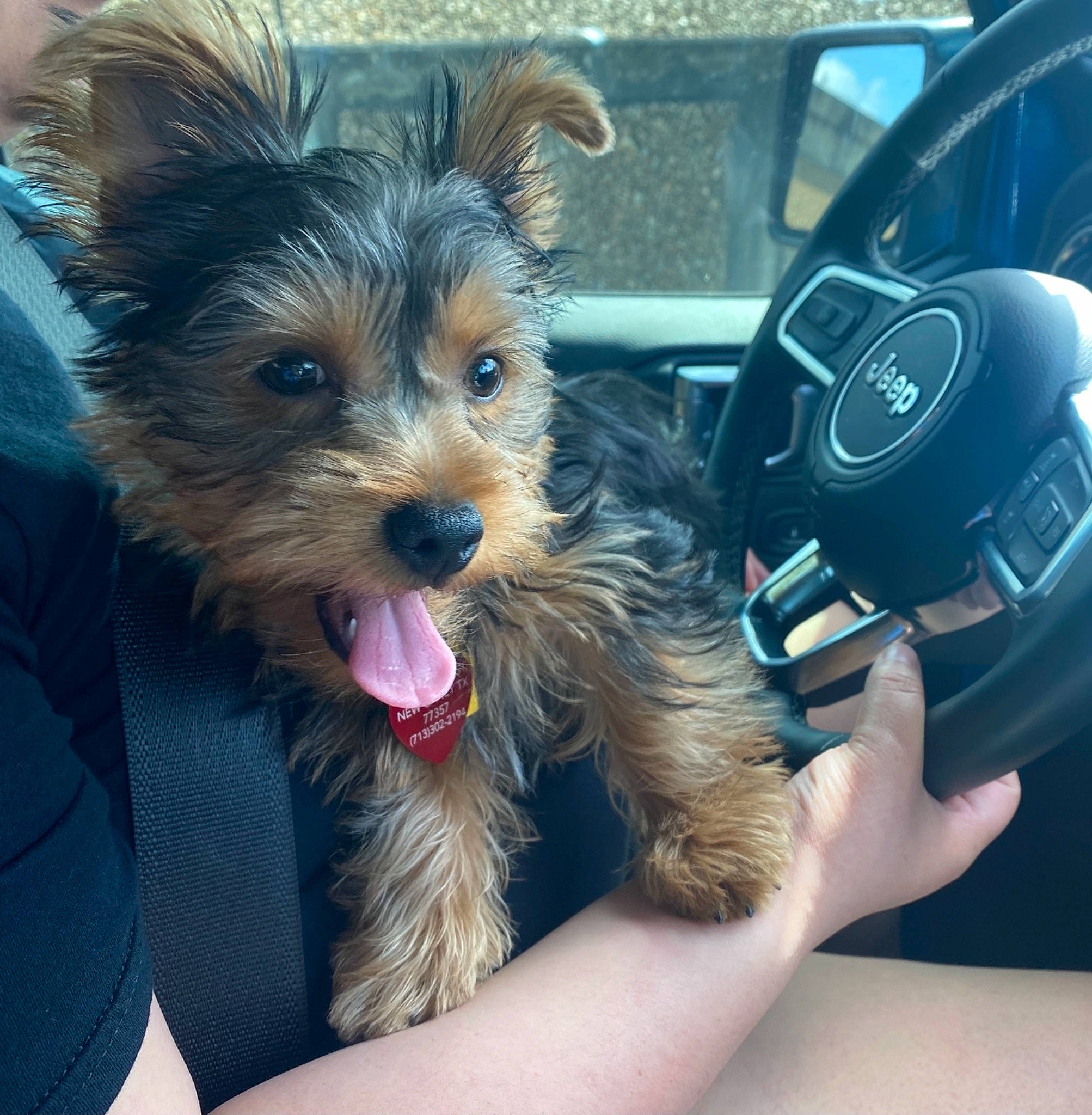 Diesel joined the competition — help win amazing prizes! auto_part, automotive_exterior, automotive_mirror, car, car_seat, carnivore, companion_dog, dog, dog_breed, electric_blue, fur, motor_vehicle, personal_luxury_car, snout, steering_wheel, terrier, toy_dog, vehicle, vehicle_door, windshield