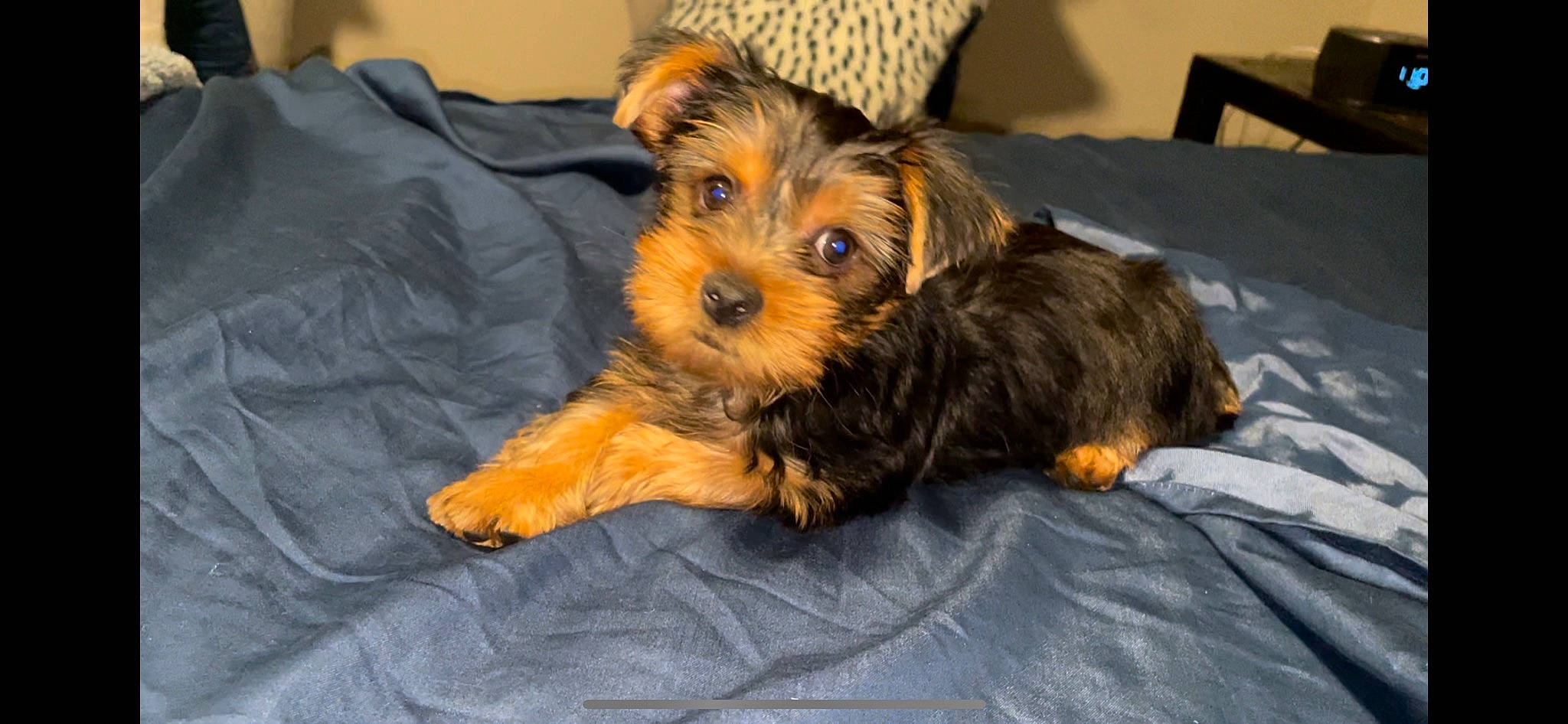 Diesel is registered to the contest to win money with this photo: canidae, carnivore, chair, comfort, companion_dog, dog, dog_breed, dog_supply, event, fawn, fur, liver, outdoor_furniture, small_terrier, snout, sporting_group, terrier, toy_dog, working_animal, yorkipoo