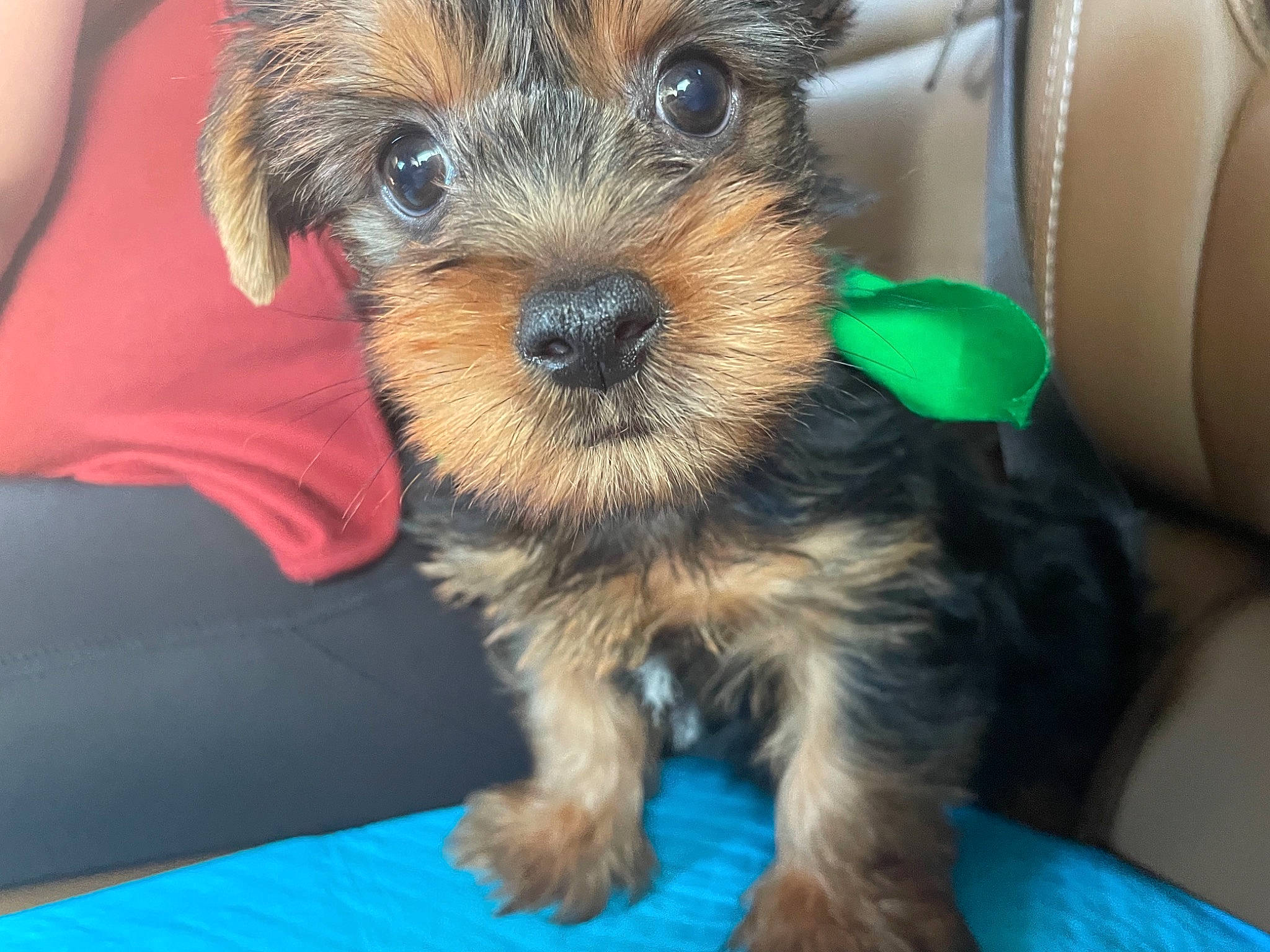 Diesel is registered to the contest to win money with this photo: biewer_terrier, canidae, car_seat, car_seat_cover, carnivore, companion_dog, dog, dog_breed, dog_clothes, firefighter, fur, small_terrier, snout, sporting_group, terrier, toy_dog, working_animal, yorkipoo