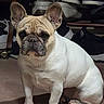 Nina participe au concours pour gagner de l'argent avec cette photo : dog, french_bulldog, pet, animal, sitting, floor, shoes, shoe_rack, indoor, brown, white, ears, face, paws, wrinkles, snout, fur, guard, expression, canine