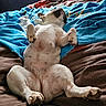 Nina a rejoint le concours — aidez-le/la à gagner de superbes lots ! dog, lying_down, bed, blanket, relaxed, indoor, paw, sleeping, cozy, resting, white_dog, canine, pet, fur, comfort, animal, cute, domestic_animal, bedroom, nap