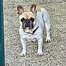 dog, french_bulldog, pet, animal, outdoor, collar, beads, gravel, alert, standing, short_hair, ears_up, brown_and_white, canine, paw, looking, companion, guarding, portrait, daylight