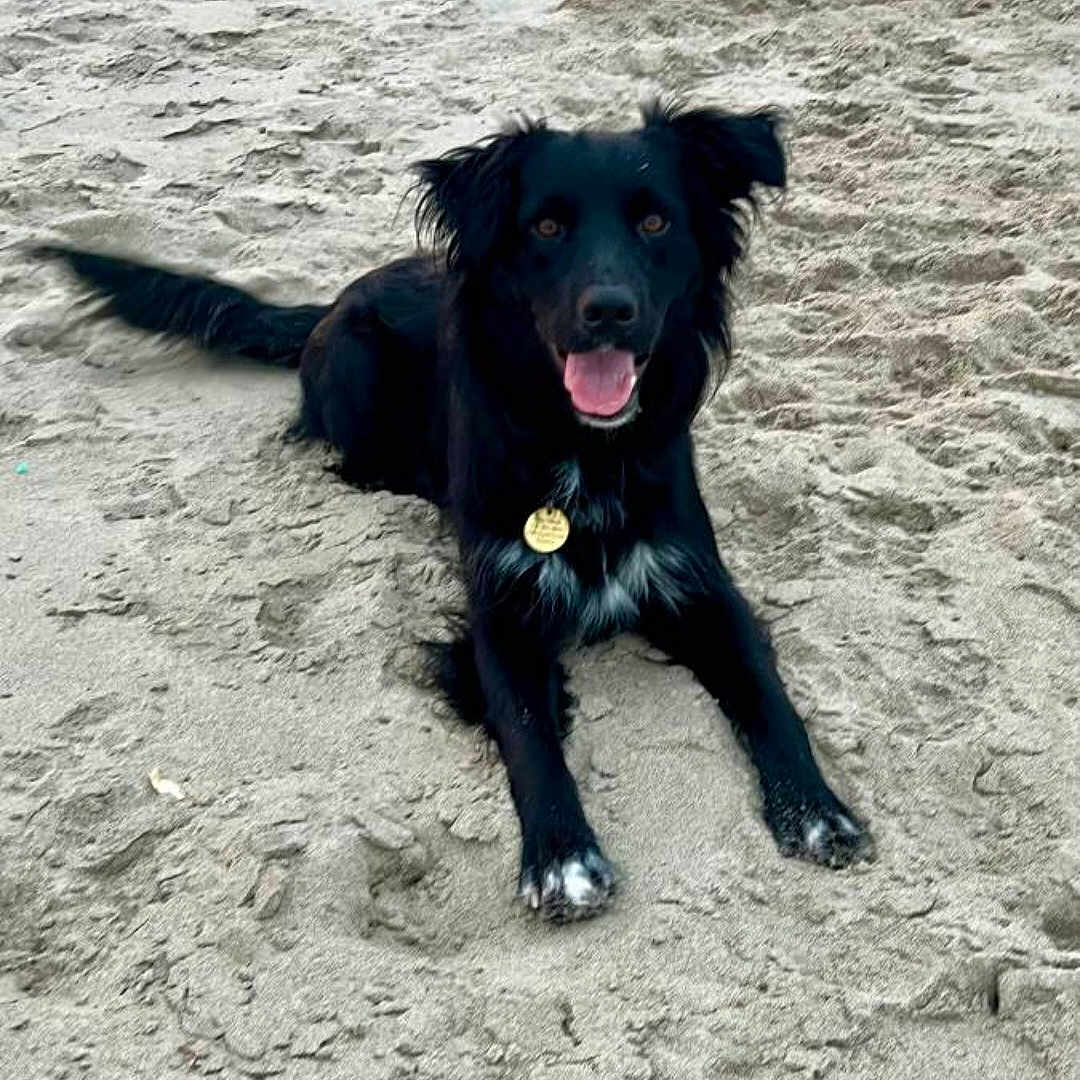 Oliver joined the competition — help win amazing prizes! animal, beach, black_dog, canine, collar, daytime, dog, fur, happy, lying_down, nature, outdoor, paw, pet, playful, sand, summer, tag, tail, tongue_out