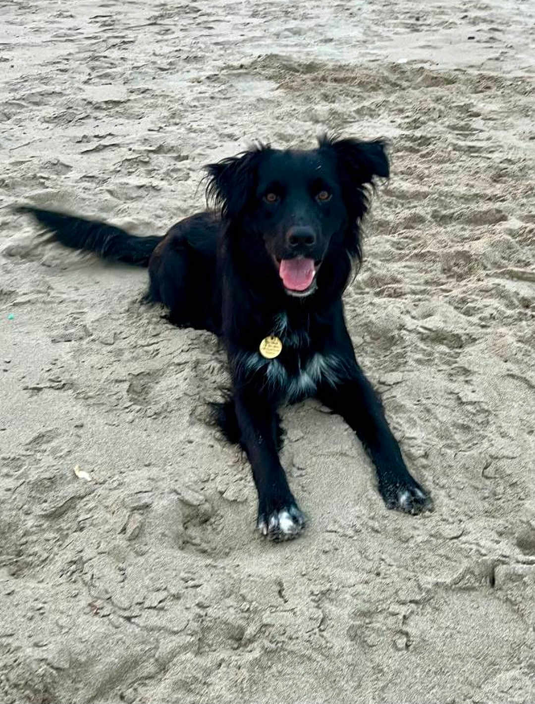 Oliver joined the competition — help win amazing prizes! dog, black_dog, sand, beach, animal, pet, outdoor, tongue_out, happy, lying_down, tail, fur, collar, tag, paw, nature, playful, canine, summer, daytime