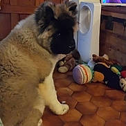 Elmo a rejoint le concours — aidez-le/la à gagner de superbes lots ! corner, cozy, dog, fluffy_dog, fur, hexagon_tiles, indoor, keys, person_on_tv, pet, plush_toy, puppy, sitting, television, tiled_floor, tower_fan, toys, tv_screen, wooden_door, wooden_trunk