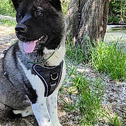 Aika participe au concours pour gagner de l'argent avec cette photo : dog, outdoor, nature, tree, grass, river, water, canine, pet, happy, tongue_out, sitting, fur, harness, sunlight, summer, animal, leaf, forest, park