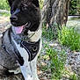 dog, outdoor, nature, tree, grass, river, water, canine, pet, happy, tongue_out, sitting, fur, harness, sunlight, summer, animal, leaf, forest, park