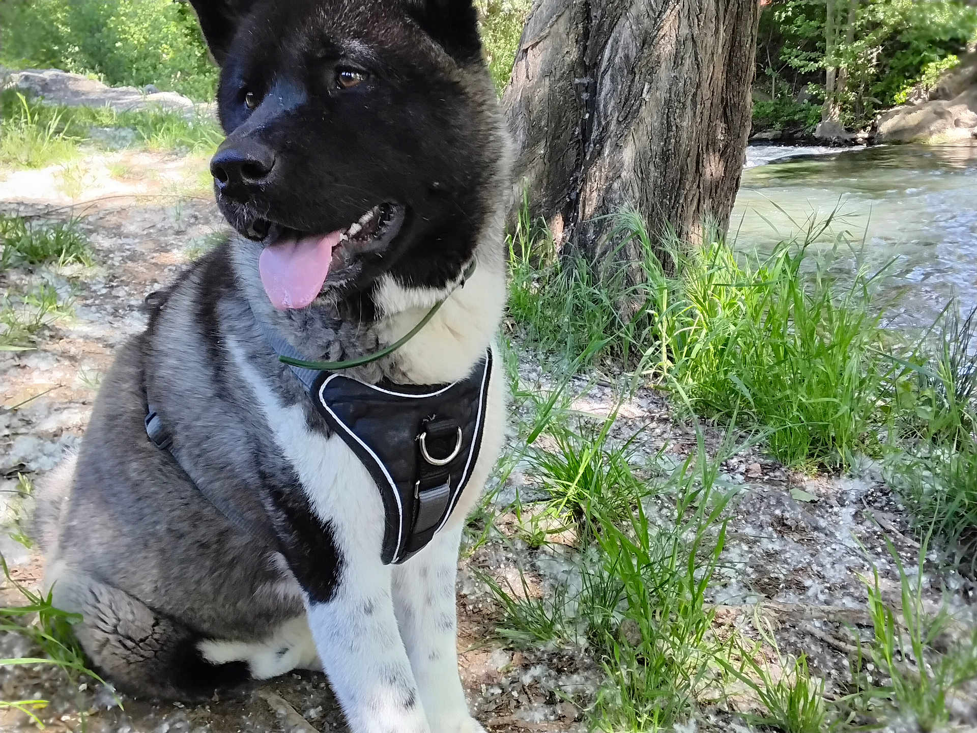 Aika participe au concours pour gagner de l'argent avec cette photo : dog, outdoor, nature, tree, grass, river, water, canine, pet, happy, tongue_out, sitting, fur, harness, sunlight, summer, animal, leaf, forest, park