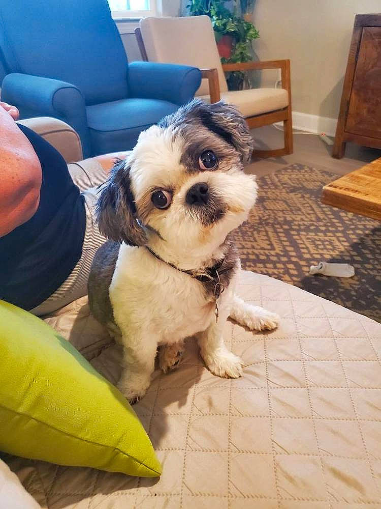 Abbey is registered to the contest to win money with this photo: canidae, carnivore, chair, comfort, companion_dog, couch, dog, dog_breed, dog_supply, eyewear, fawn, flooring, liver, pet_supply, shih_tzu, snout, sporting_group, toy_dog, vision_care, working_animal