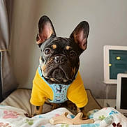Luffy is registered to the contest to win money with this photo: animal, black, blanket, blue_harness, brown, chew_toy, close_up, curtain, cute, dog, french_bulldog, furniture, indoor, paw_prints, pet, pet_bed, portrait, tan, window, yellow_sweater