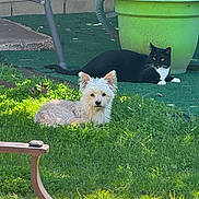 Luca joined the competition — help win amazing prizes! dog, cat, grass, outdoor, plant_pot, furniture, sunlight, greenery, pet, animal, relaxing, nature, yard, garden, black_cat, white_dog, fur, daylight, resting, domestic_animals