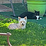dog, cat, grass, outdoor, plant_pot, furniture, sunlight, greenery, pet, animal, relaxing, nature, yard, garden, black_cat, white_dog, fur, daylight, resting, domestic_animals