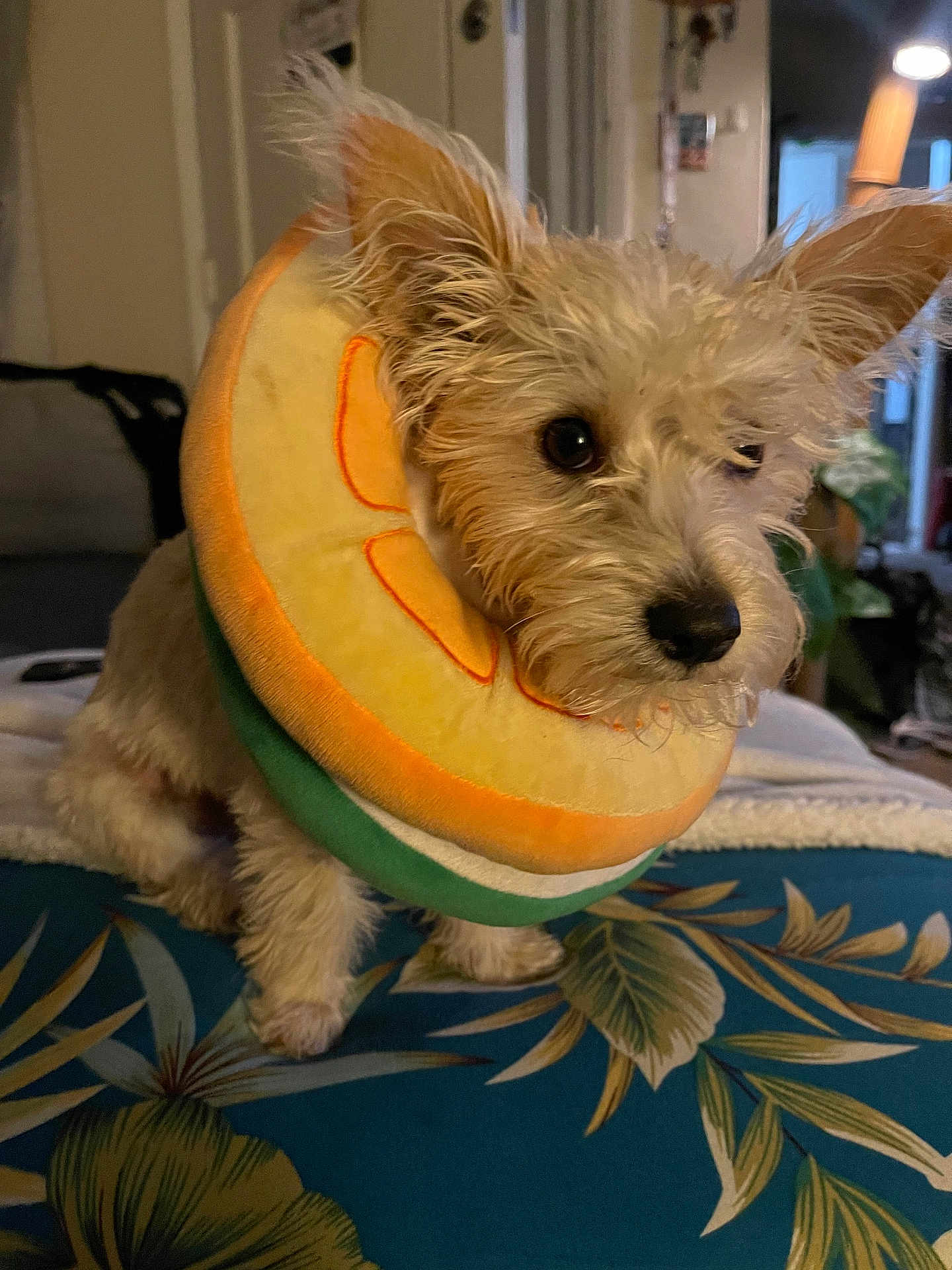 Luca