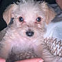 Luca is registered to the contest to win money with this photo: puppy, dog, hand, person, glasses, sweater, furry, cute, pet, animal, closeup, indoor, soft, young, face, small, adorable, light, skin, ring