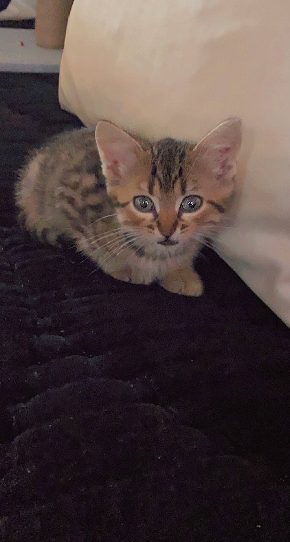 Choco a rejoint le concours — aidez-le/la à gagner de superbes lots ! art, carnivore, cat, claw, domestic_short_haired_cat, fawn, felidae, fur, paw, sitting, small_to_medium_sized_cats, snout, tail, terrestrial_animal, whiskers, wildlife