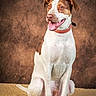 dog, canine, portrait, sitting, happy, smiling, open_mouth, tongue, brown_and_white, short_hair, collar, braided_collar, studio, backdrop, indoor, pet, animal, front_view, alert, photography