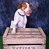 dog, canine, brown_and_white, sitting, portrait, smiling, happy, collar, crate, wooden_box, rustic, studio_photo, backdrop, blue_background, artificial_grass, outdoor_style, animal, pet, front_paw, playful