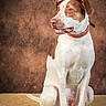 dog, brown_and_white, portrait, studio, sitting, collar, braided_collar, open_mouth, happy, alert, pet, canine, short_hair, floppy_ears, white_chest, brown_patches, woven_mat, textured_background, animal_photography, front_facing