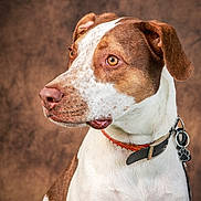 Ace participe au concours pour gagner de l'argent avec cette photo : dog, canine, portrait, studio, brown_and_white, short_hair, collar, tag, paw_tag, animal, pet, sitting, close_up, headshot, white_fur, brown_fur, floppy_ears, amber_eyes, indoor, posed