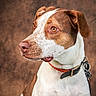 dog, canine, portrait, studio, brown_and_white, short_hair, collar, tag, paw_tag, animal, pet, sitting, close_up, headshot, white_fur, brown_fur, floppy_ears, amber_eyes, indoor, posed