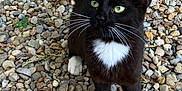 Mittens is registered to the contest to win money with this photo: alert, animal, black_and_white, cat, closeup, curious, daylight, feline, fur, green_eyes, nature, outdoor, pebbles, pet, portrait, standing, tail, tuxedo_cat, whiskers, white_paws