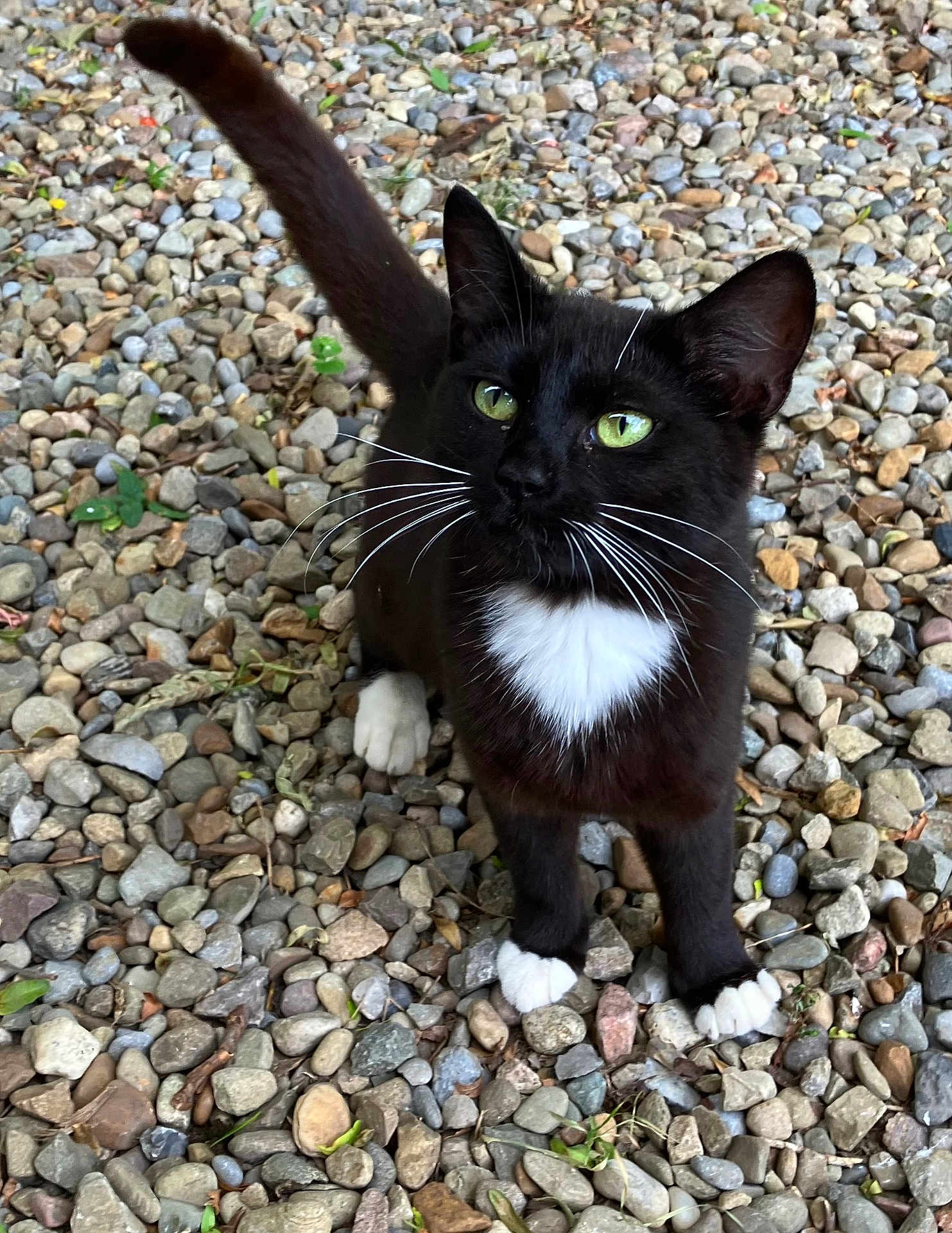 Mittens