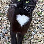 Mittens is registered to the contest to win money with this photo: animal, black_cat, cat, closeup, curious, cute, domestic_animal, fur, green_eyes, looking_up, mammal, nature, outdoor, pebbles, pet, standing, stones, whiskers, white_chest, white_paws
