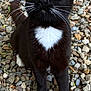 Mittens joined the competition — help win amazing prizes! animal, attention, black_cat, cat, close_up, curious, ears, feline, fur, green_eyes, ground, nature, outdoor, pet, rocks, sitting, whiskers, white_chest, white_paws, wildlife