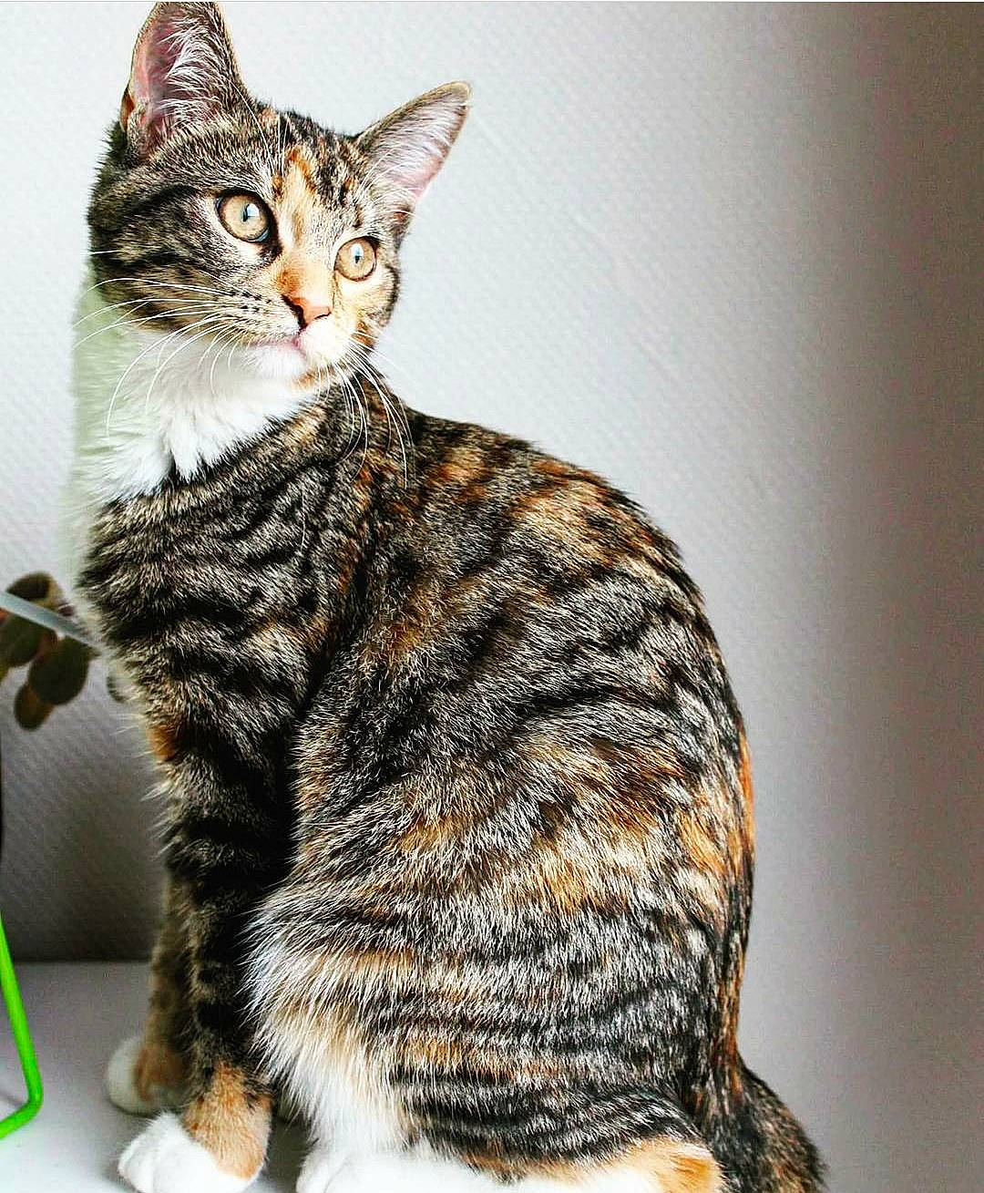 Noushka a rejoint le concours — aidez-le/la à gagner de superbes lots ! aegean_cat, american_bobtail, american_shorthair, american_wirehair, asian, carnivore, cat, domestic_short_haired_cat, dragon_li, european_shorthair, felidae, kitten, mammal, small_to_medium_sized_cats, sokoke, tabby_cat, tail, toyger, vertebrate, whiskers