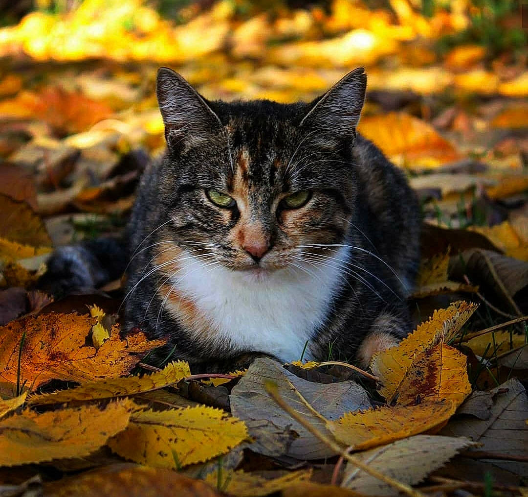 Noushka participe au concours pour gagner de l'argent avec cette photo : aegean_cat, american_wirehair, asian, autumn, carnivore, cat, domestic_short_haired_cat, european_shorthair, felidae, grass, kitten, leaf, plant, sitting, small_to_medium_sized_cats, tabby_cat, tree, whiskers, wild_cat, wildlife